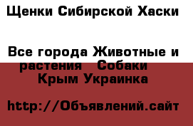 Щенки Сибирской Хаски - Все города Животные и растения » Собаки   . Крым,Украинка